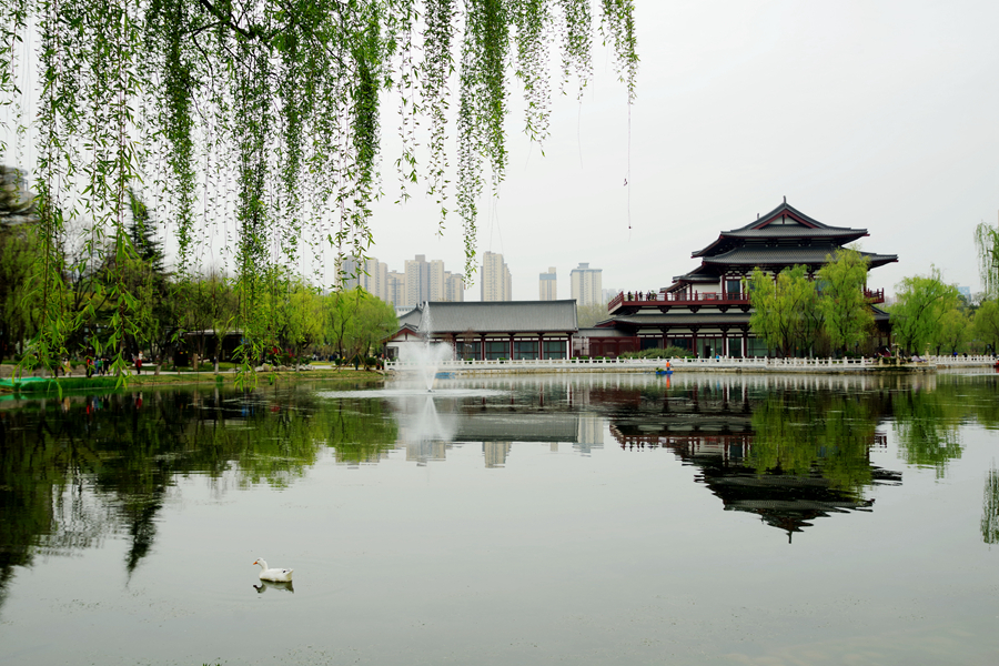 西安兴庆公园郁金香绽放五彩缤纷的花朵给公园平添了一道靓丽风景