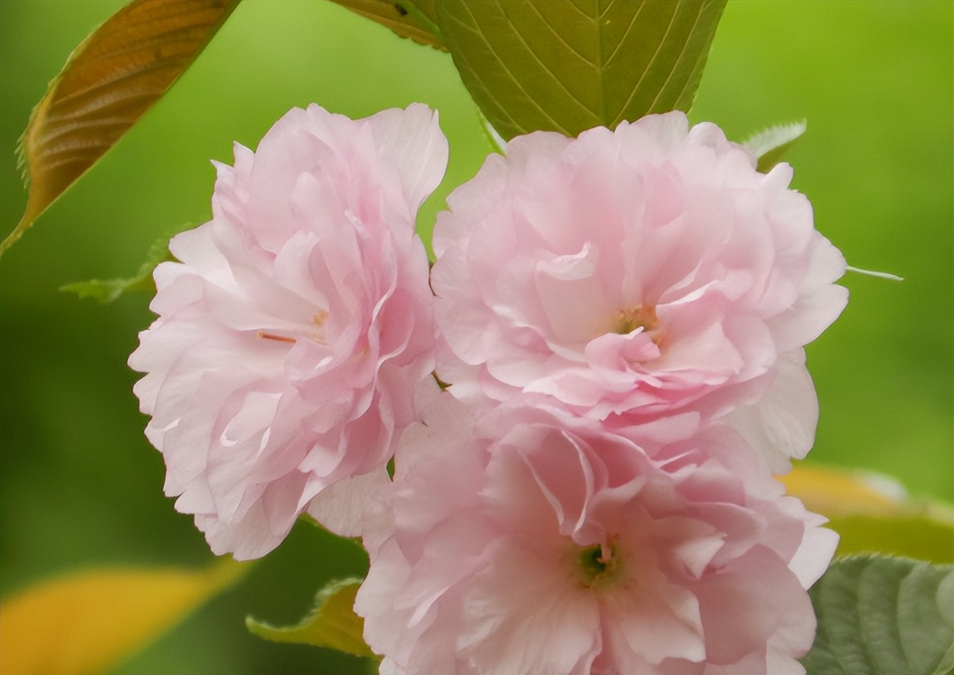 出生在哪些时辰的人，穷也受欢迎，富也能平稳，长啥样都好命休闲区蓝鸢梦想 - Www.slyday.coM
