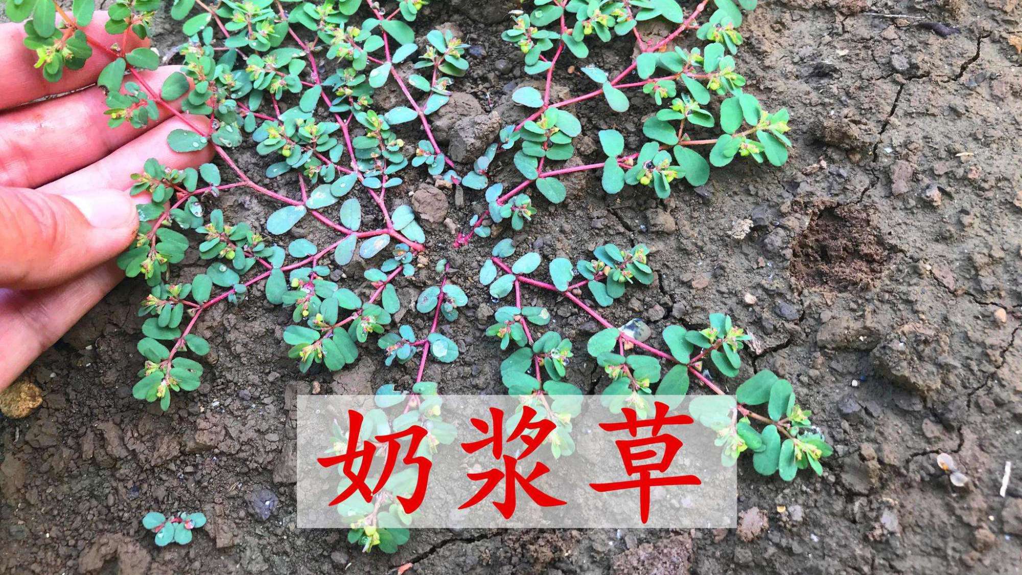 其性味辛平,有清热解毒,凉血止血,利湿退黄之功效.