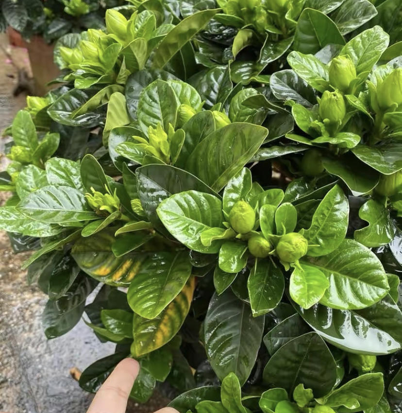 都说栀子花不好养水里加点硫酸亚铁酸化土壤呼呼开花