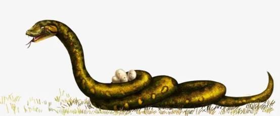 三亚发现一条4米蟒蛇,偷吃小羊羔后被抓,为何说它是保护动物?休闲区蓝鸢梦想 - Www.slyday.coM 三亚发现一条4米蟒蛇,偷吃小羊羔后被抓,为何说它是保护动物?休闲区蓝鸢梦想 - Www.slyday.coM