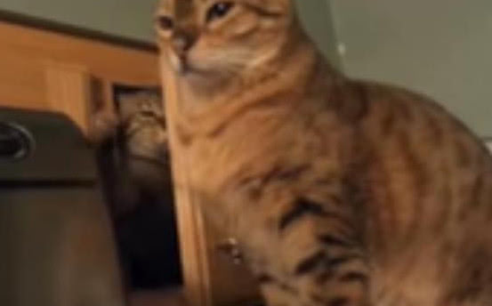 喵星人很有耐心的在柜子里躲半天，结果却只是为了吓同伴休闲区蓝鸢梦想 - Www.slyday.coM