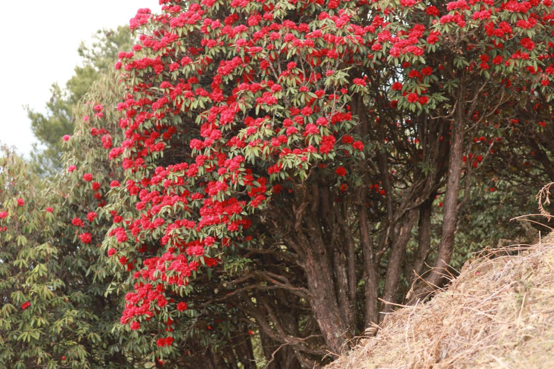 红了昆明这座山马樱杜鹃正盛放雪山变花山