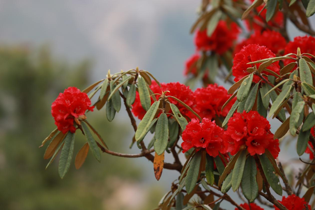 红了昆明这座山马樱杜鹃正盛放雪山变花山