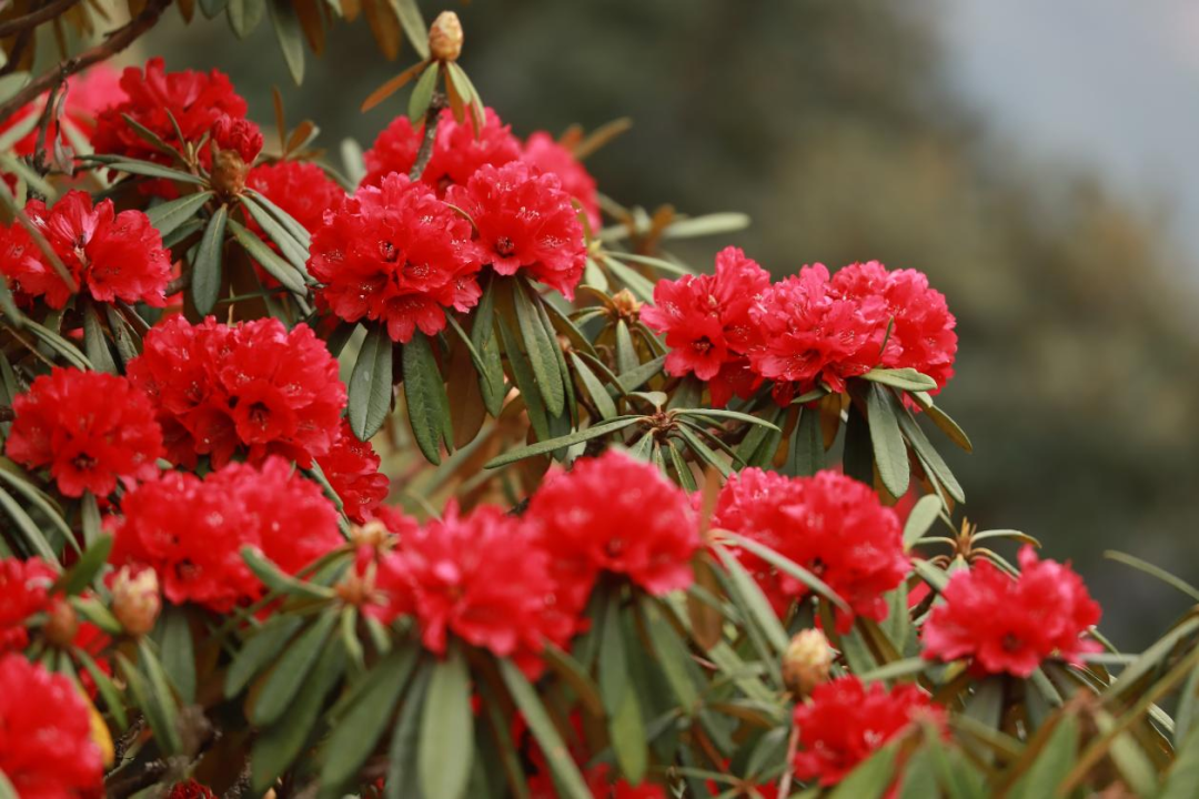 红了昆明这座山马樱杜鹃正盛放雪山变花山
