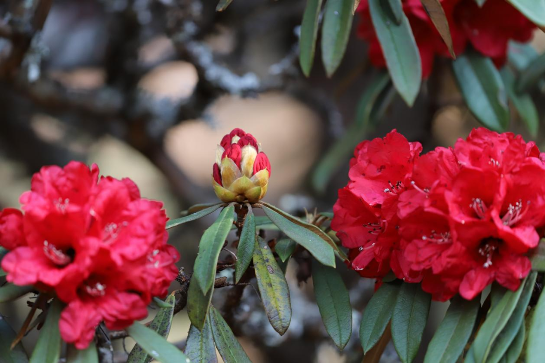 红了昆明这座山马樱杜鹃正盛放雪山变花山