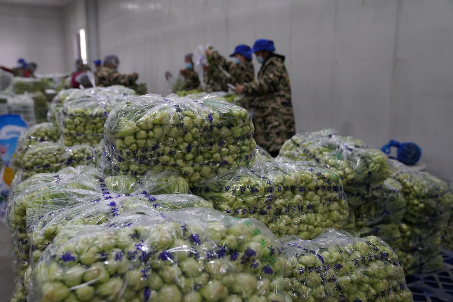 员工带着行李吃住在基地，为了每天能向上海市场供应40多吨蔬菜，廊下火力全开休闲区蓝鸢梦想 - Www.slyday.coM