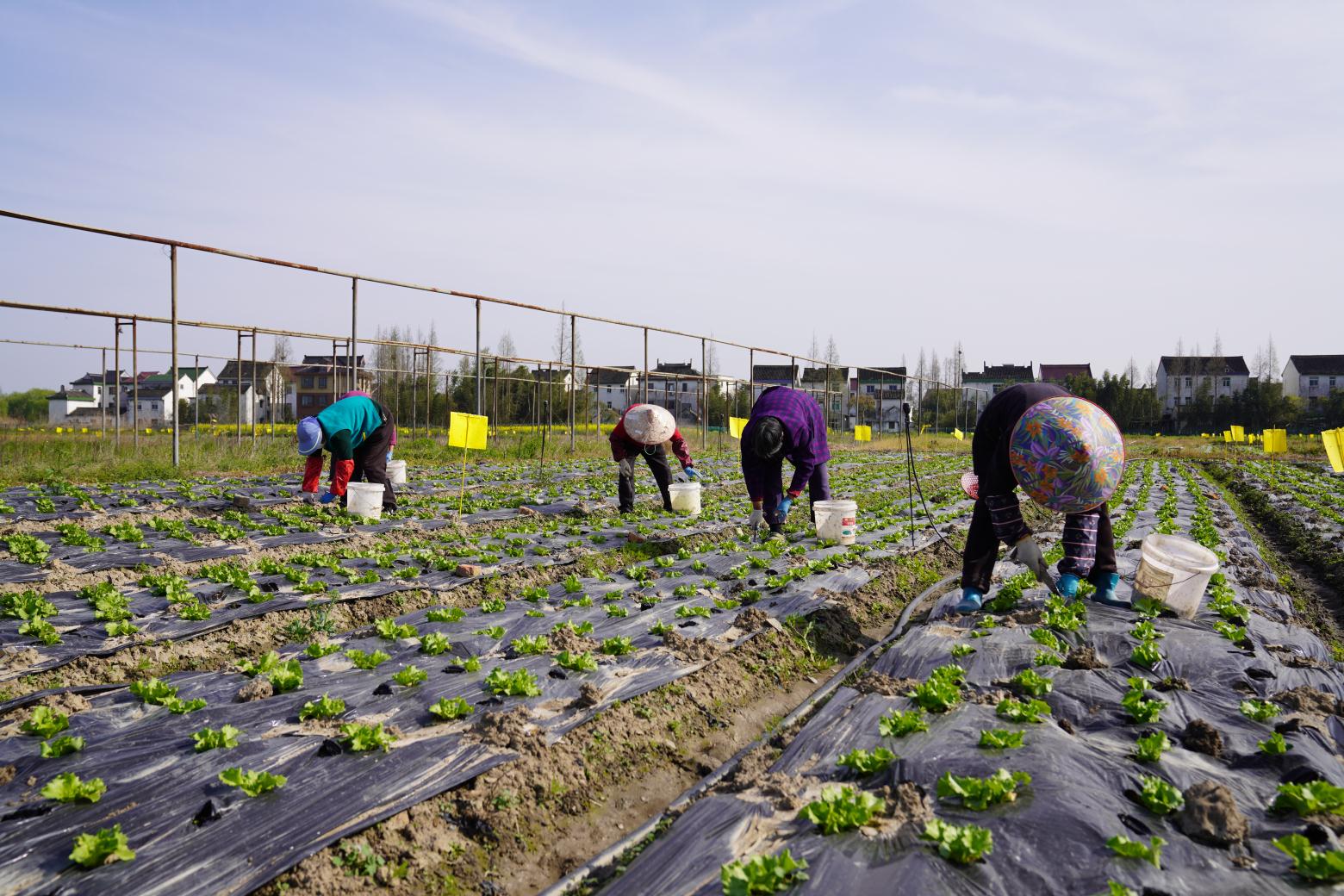 员工带着行李吃住在基地，为了每天能向上海市场供应40多吨蔬菜，廊下火力全开休闲区蓝鸢梦想 - Www.slyday.coM