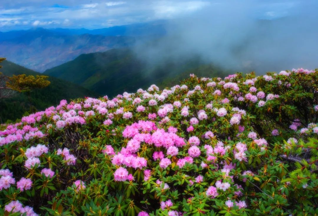 红了昆明这座山马樱杜鹃正盛放雪山变花山