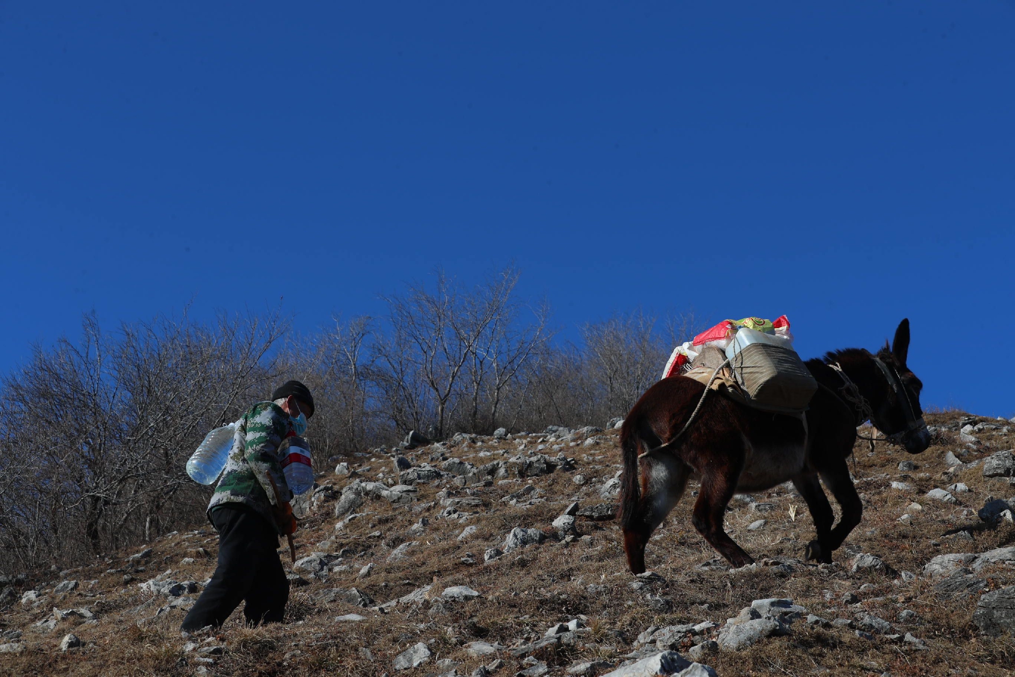 小毛驴是运送补给的主力,每次上山都不可或缺.