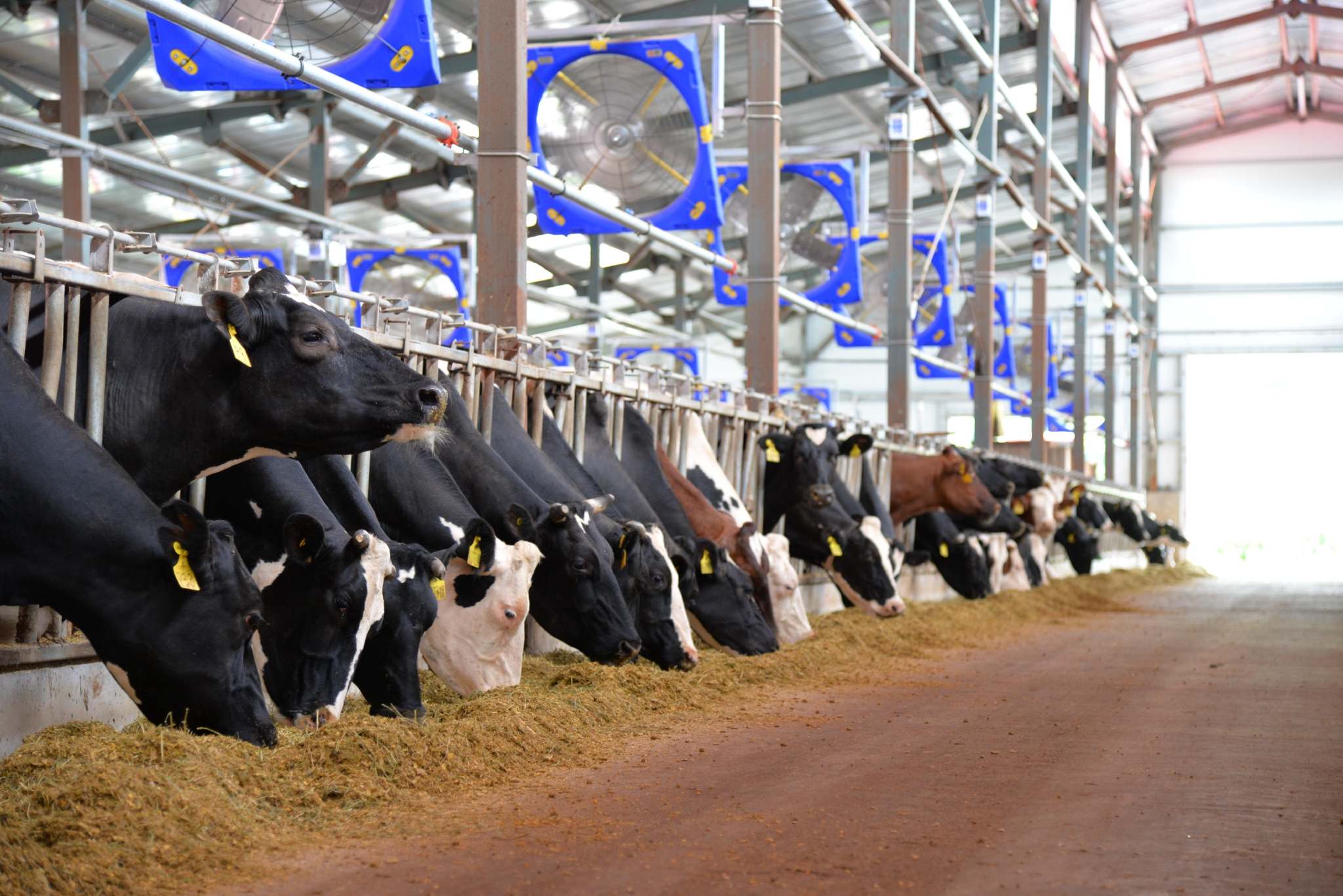 多年来,蒙牛集团联合多家金融机构,打造出"浙 牛,乳业通宝,数据网贷