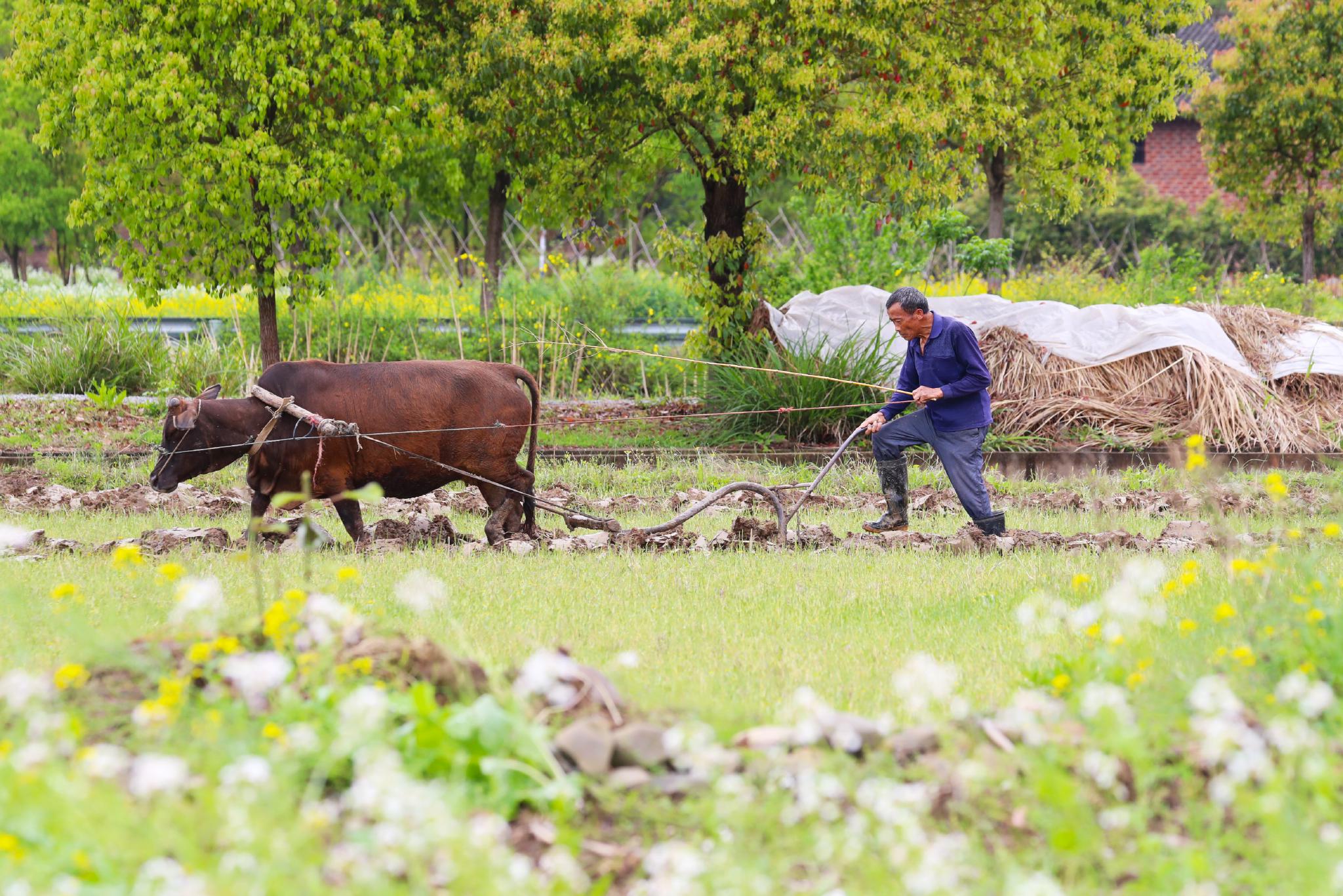 3月30日,在湖南省永州市新田县骥村镇黄公塘村,村民在田间用耕牛犁地.
