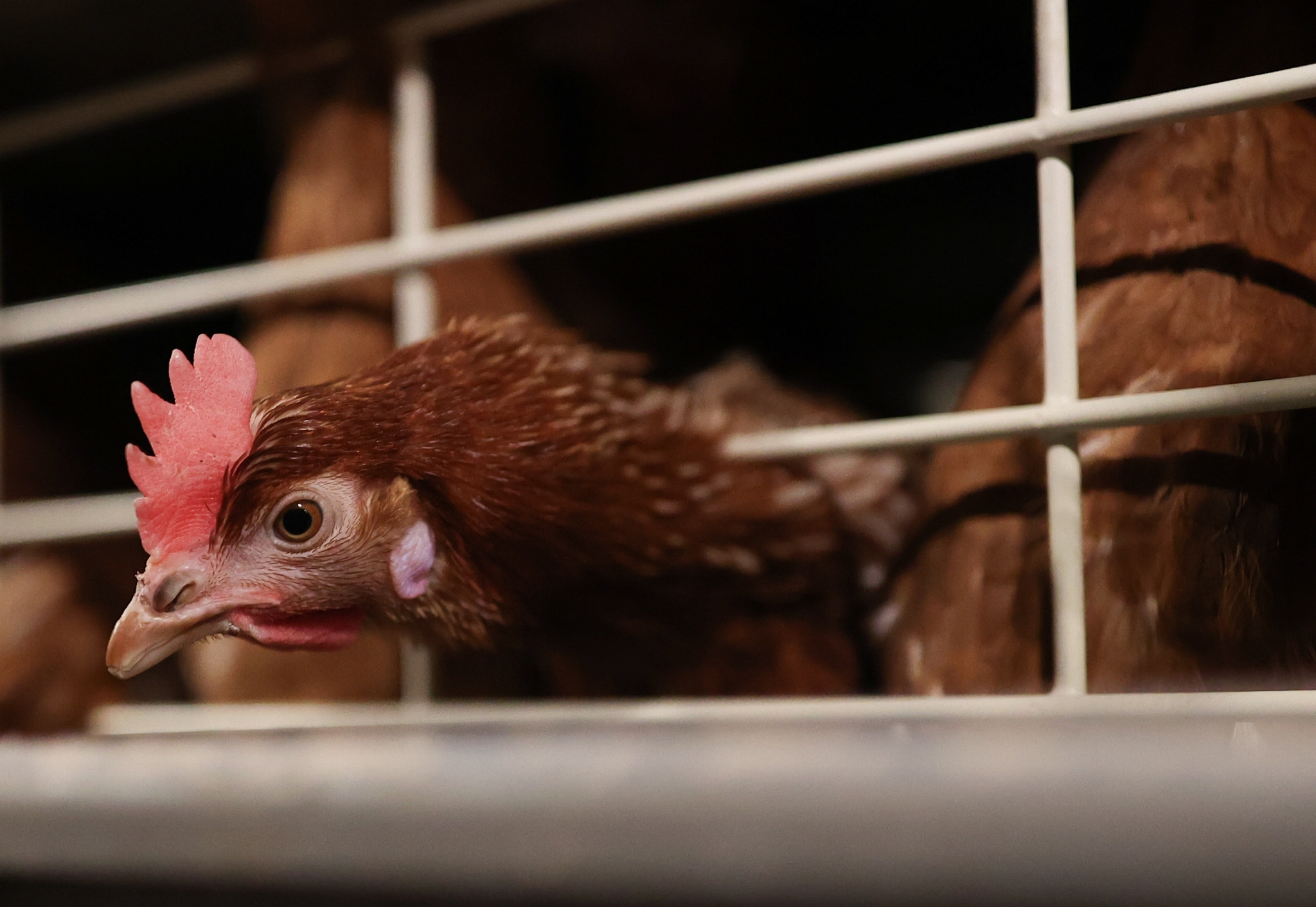 俄罗斯的现代化养鸡场