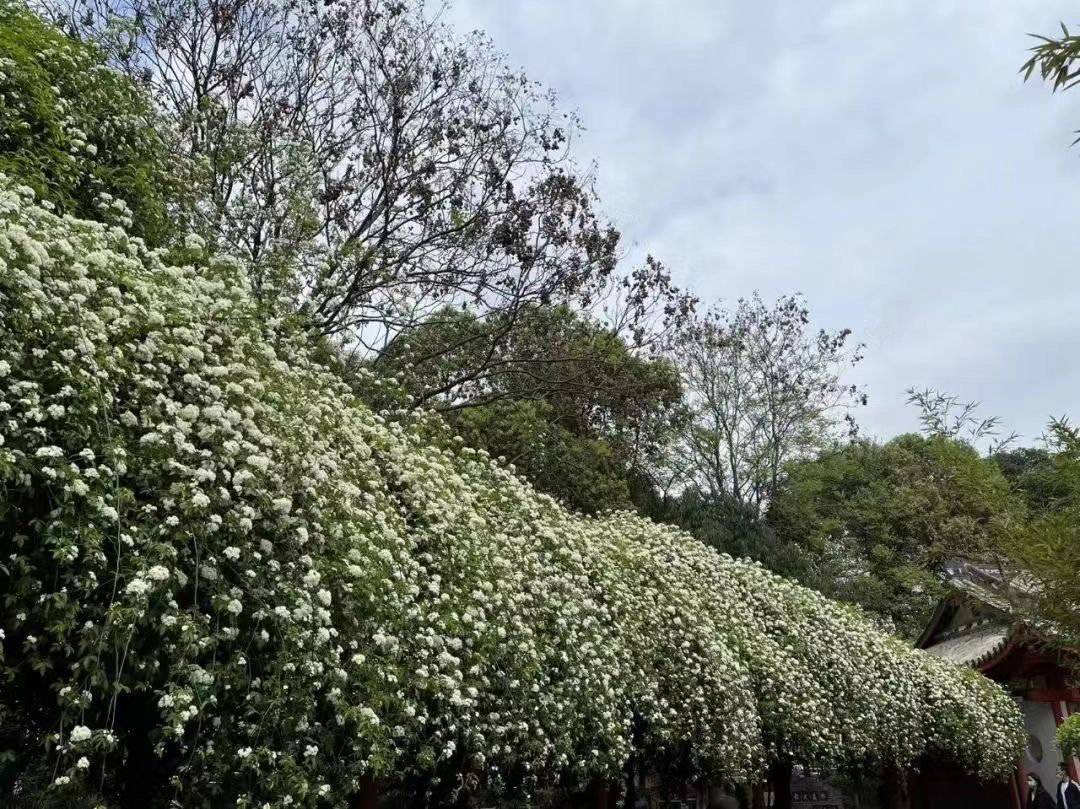 七里香“本香”木香花盛开 成都6个最佳“打卡”点位看这里休闲区蓝鸢梦想 - Www.slyday.coM