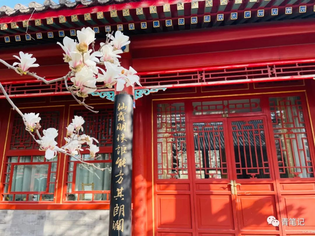 如果你也想念北大朗润园的玉兰|北京大学_新浪新闻