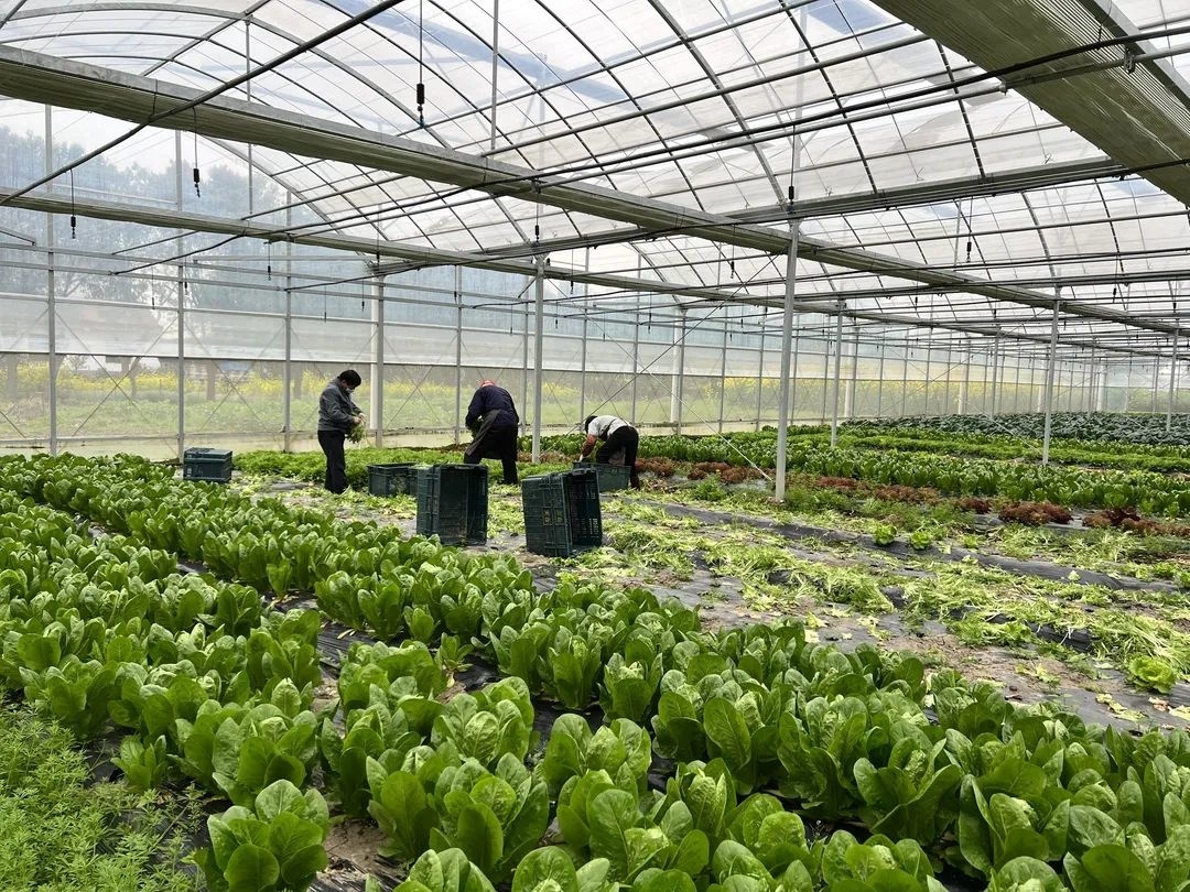 员工带着行李吃住在基地，为了每天能向上海市场供应40多吨蔬菜，廊下火力全开休闲区蓝鸢梦想 - Www.slyday.coM
