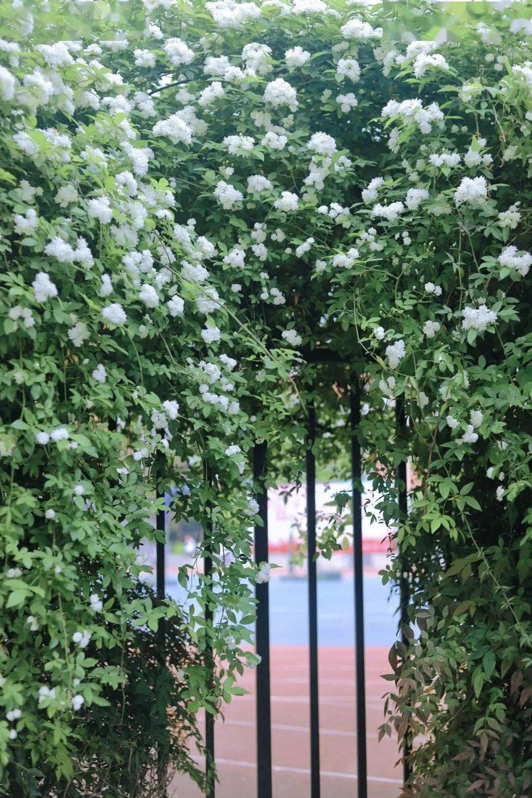 七里香“本香”木香花盛开 成都6个最佳“打卡”点位看这里休闲区蓝鸢梦想 - Www.slyday.coM