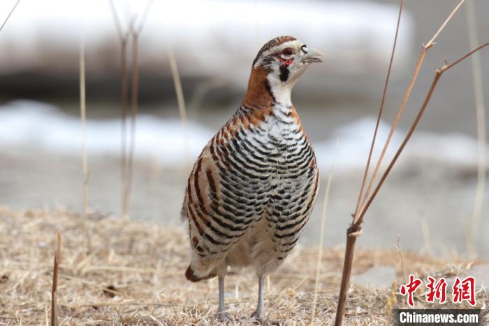 青海玛可河国家湿地公园鸟类监测达44种