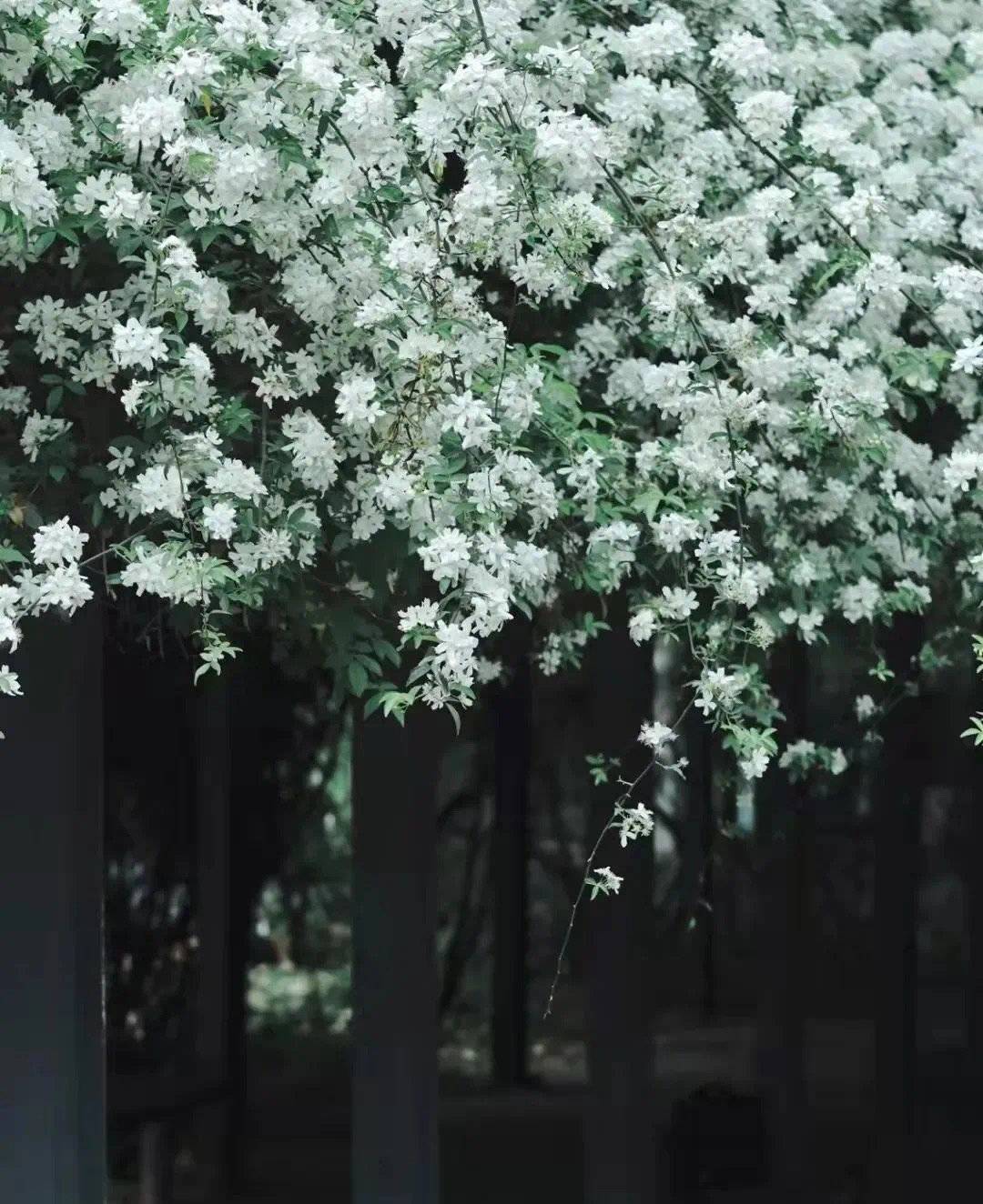 七里香“本香”木香花盛开 成都6个最佳“打卡”点位看这里休闲区蓝鸢梦想 - Www.slyday.coM