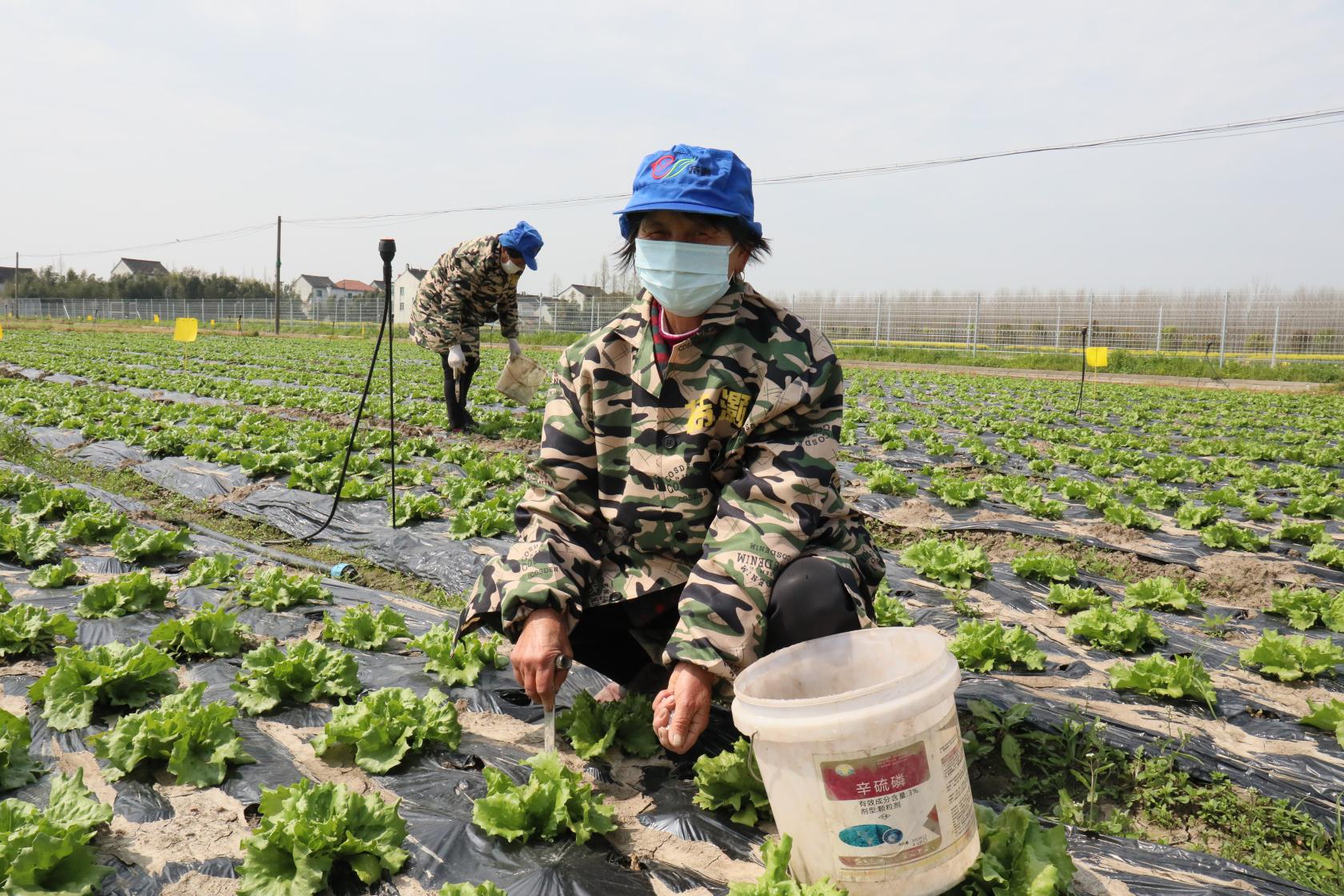 员工带着行李吃住在基地，为了每天能向上海市场供应40多吨蔬菜，廊下火力全开休闲区蓝鸢梦想 - Www.slyday.coM