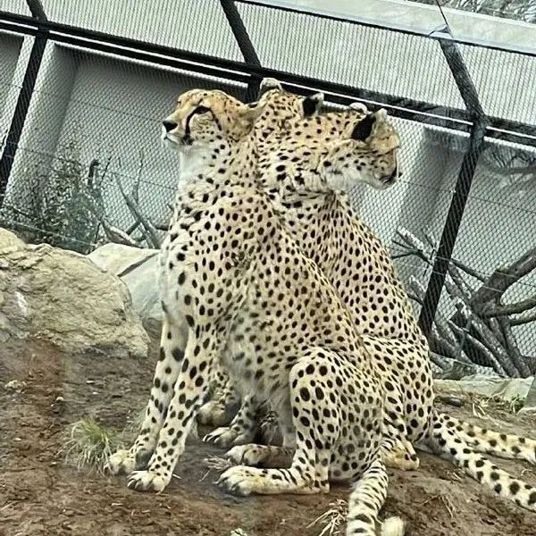 去动物园时看到3只豹子挤在一起,让人产生错觉还以为3头豹!