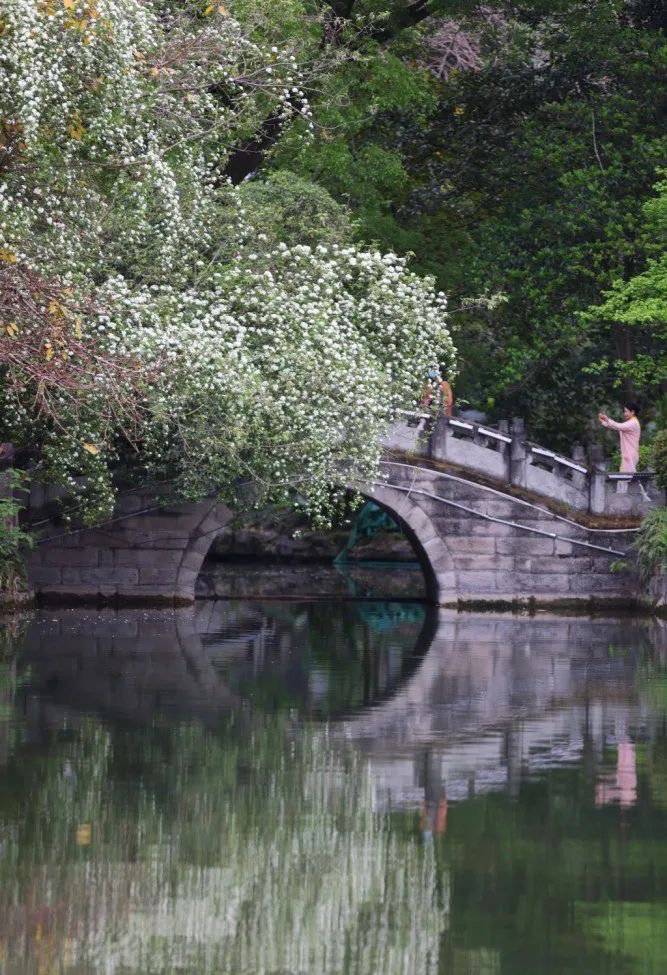 七里香“本香”木香花盛开 成都6个最佳“打卡”点位看这里休闲区蓝鸢梦想 - Www.slyday.coM