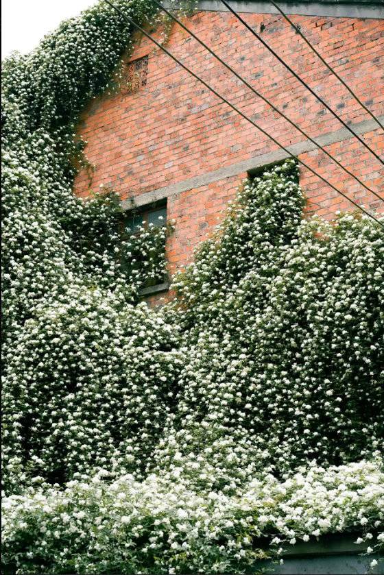 七里香“本香”木香花盛开 成都6个最佳“打卡”点位看这里休闲区蓝鸢梦想 - Www.slyday.coM