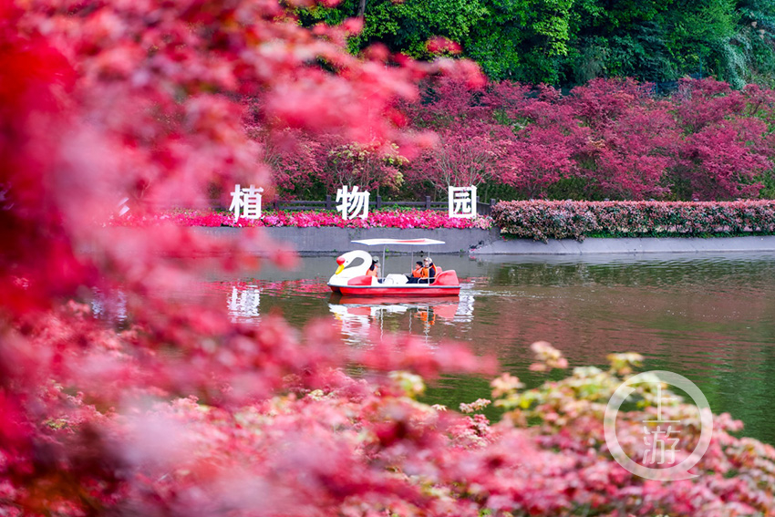 层林尽染南湖多彩植物园的红枫红了