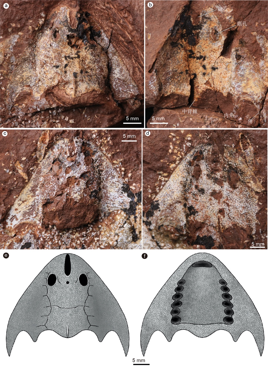 研究团队新发现的两个新属种化石,均出自江西武宁志留纪地层