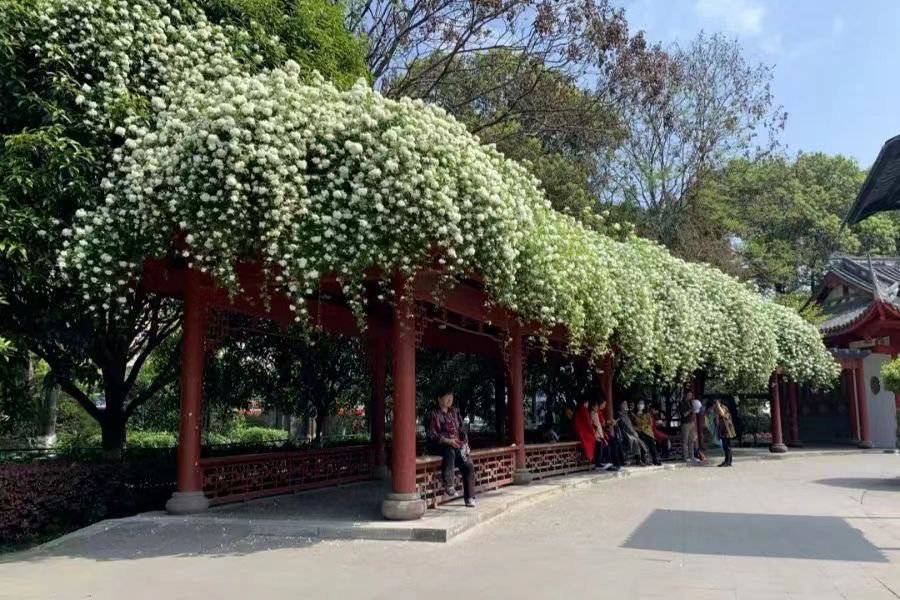七里香“本香”木香花盛开 成都6个最佳“打卡”点位看这里休闲区蓝鸢梦想 - Www.slyday.coM