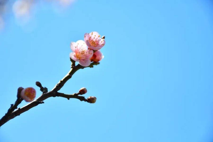 唯美浪漫，蓬莱阁的花开了，春天就在眼前，期待相见