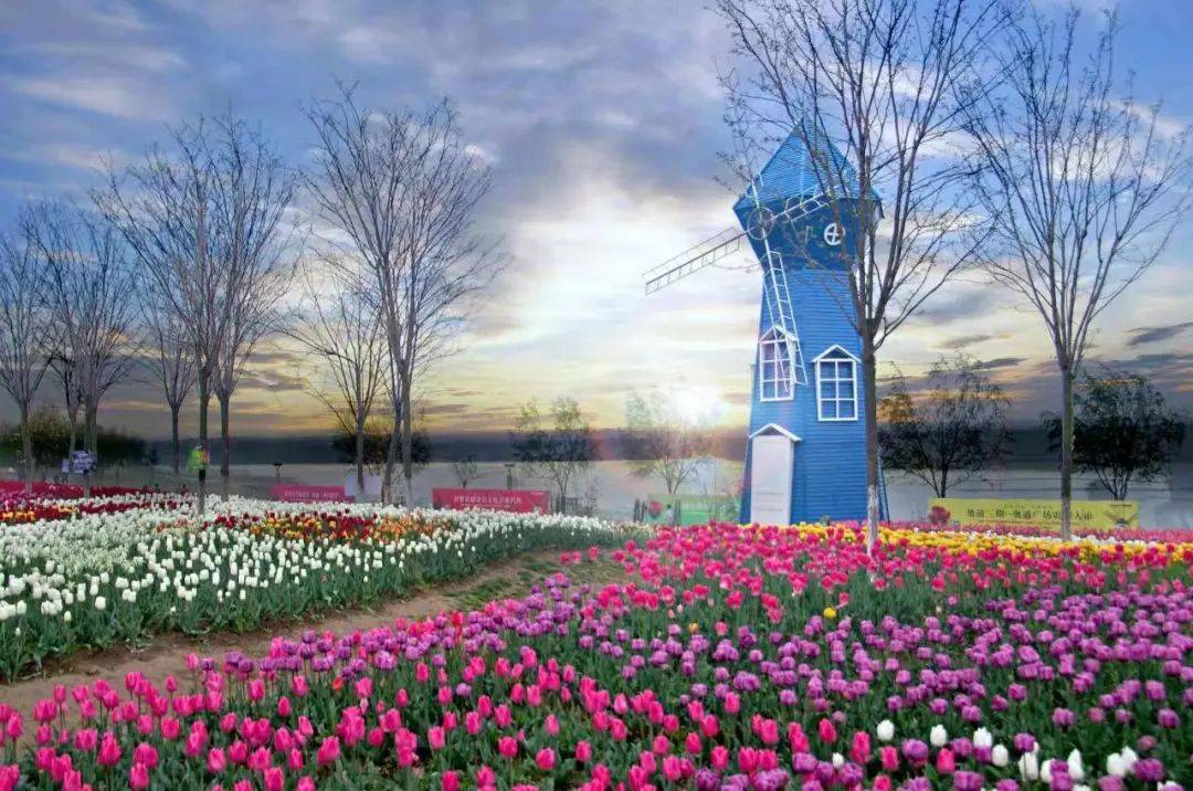 赏郁何需万里赴荷兰,新野县的郁金香花海,是该县充分利用地理优势