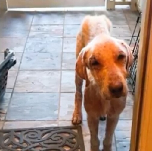 狗狗患心脏病被抛弃，被新主人领养时，因为害怕不敢踏进新家大门休闲区蓝鸢梦想 - Www.slyday.coM