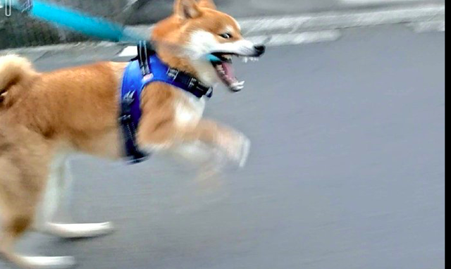 柴犬|狗狗|主人_新浪新闻