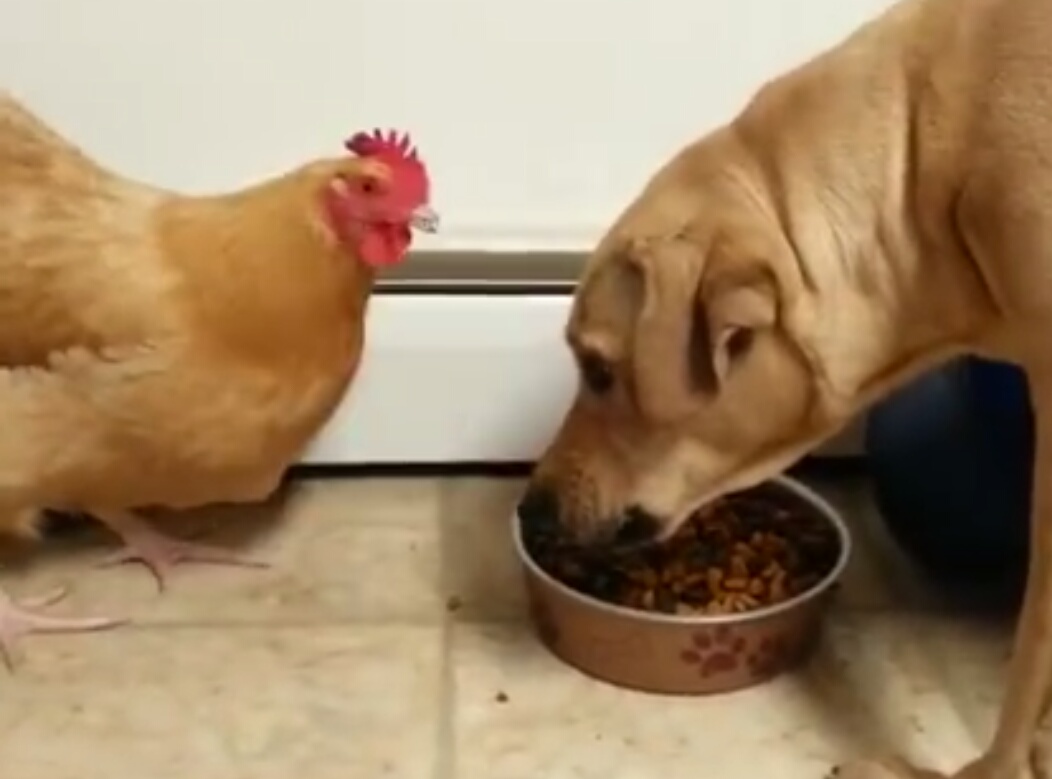 家里的老母鸡天天抢狗狗的食物狗狗却拿它没办法最后表情亮了