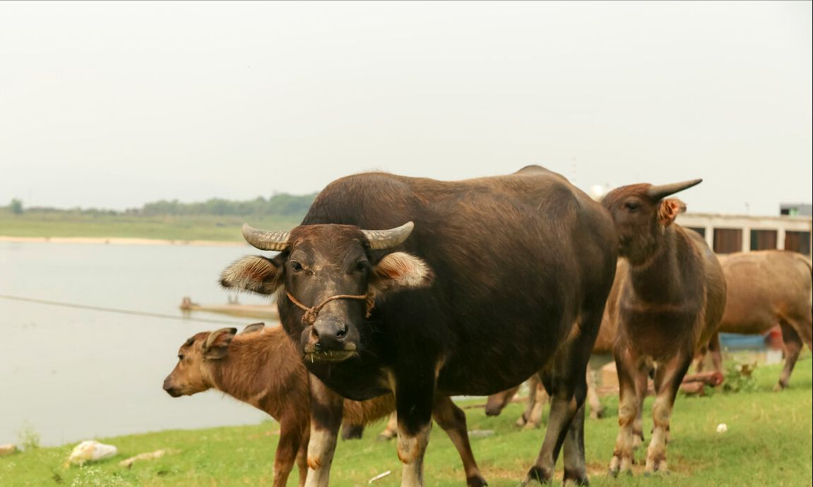 牛拉血是什么原因导致的？牛拉血便怎么治疗？对症治疗很关键休闲区蓝鸢梦想 - Www.slyday.coM