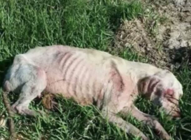 狗狗患心脏病被抛弃，被新主人领养时，因为害怕不敢踏进新家大门休闲区蓝鸢梦想 - Www.slyday.coM