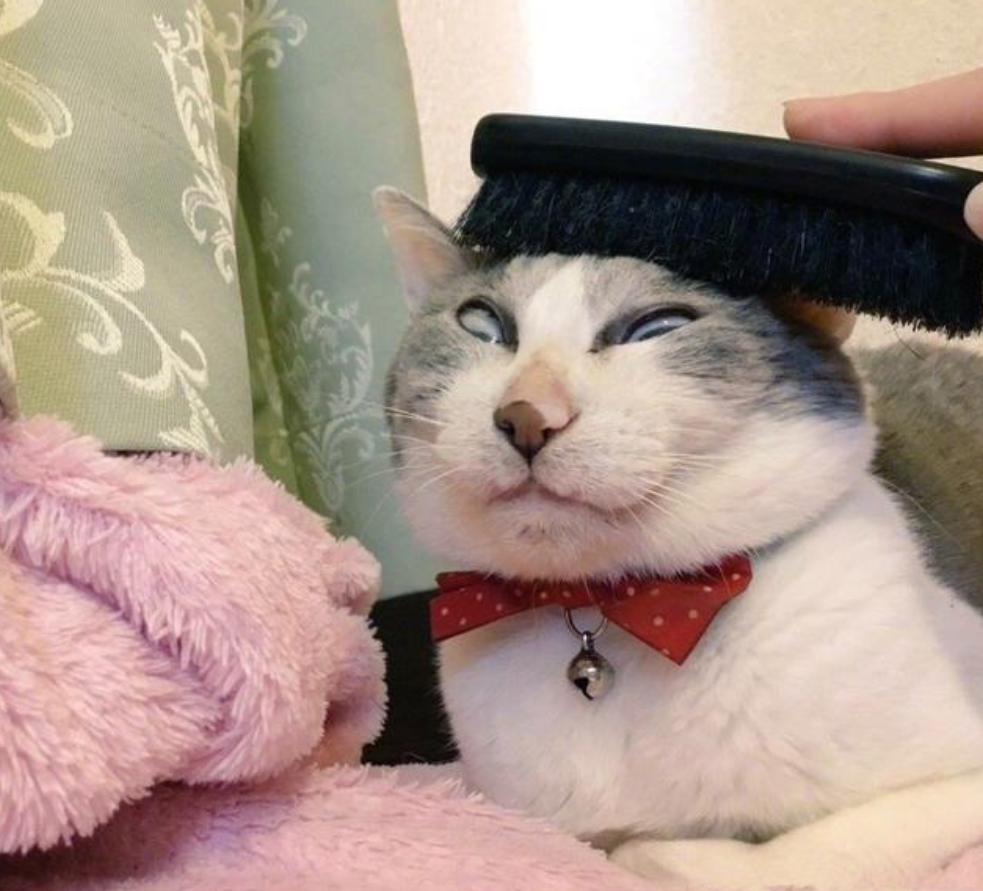 猫咪梳头时露出这样的表情主人看后笑喷行走的表情包
