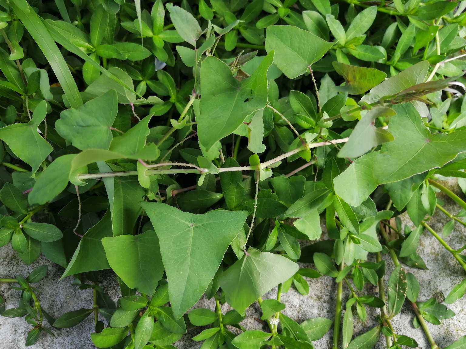 农村这种全身带倒刺的野草蛇看到都怕人称蛇不过蛇倒退