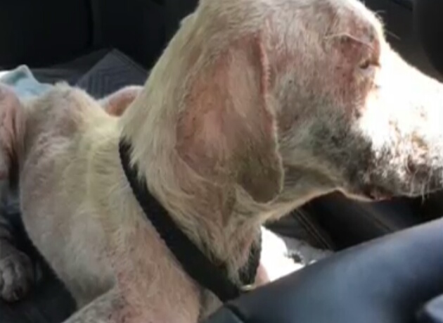 狗狗患心脏病被抛弃，被新主人领养时，因为害怕不敢踏进新家大门休闲区蓝鸢梦想 - Www.slyday.coM