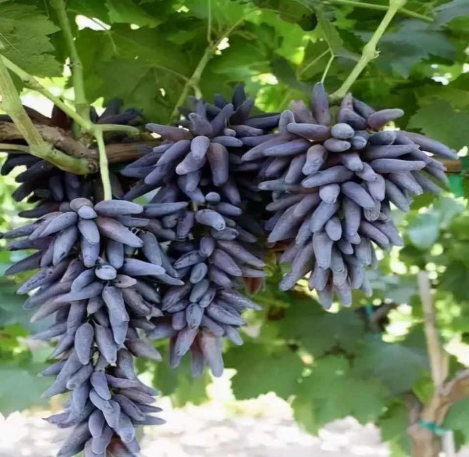 时间过得真快今天三月最后一天了，准备3种祥云果，寓意幸福吉祥休闲区蓝鸢梦想 - Www.slyday.coM