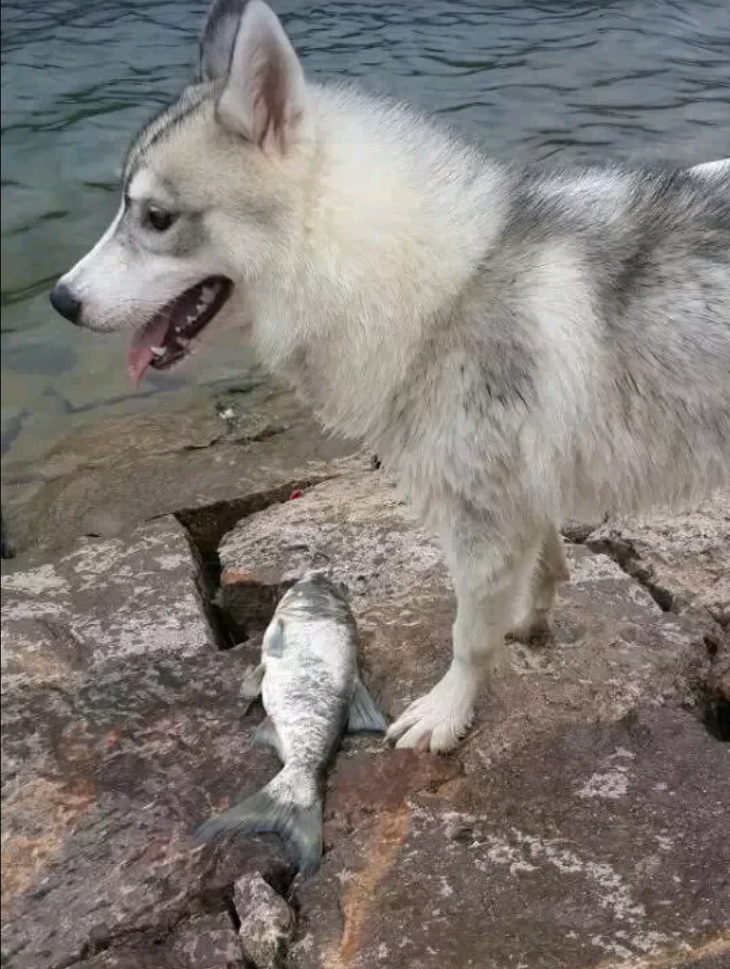 男子养了只哈士奇,成天下河游泳,网友:吃鱼都不用花钱买了吧?休闲区蓝鸢梦想 - Www.slyday.coM 男子养了只哈士奇,成天下河游泳,网友:吃鱼都不用花钱买了吧?休闲区蓝鸢梦想 - Www.slyday.coM