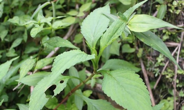 有一种臭脚丫味,味道有特色,人称"野菜界的榴莲",你可吃过?