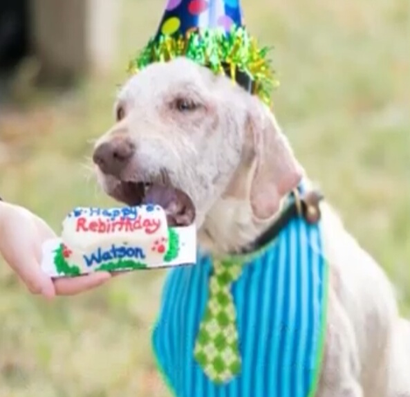 狗狗患心脏病被抛弃，被新主人领养时，因为害怕不敢踏进新家大门休闲区蓝鸢梦想 - Www.slyday.coM