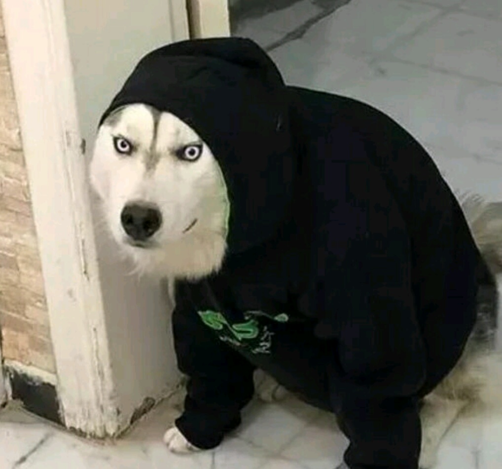 铲屎官买了一件衣服自己穿不上给哈士奇穿二哈正好