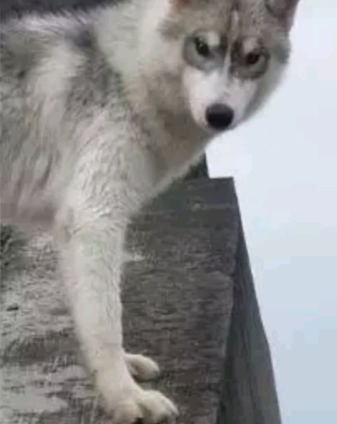 男子养了只哈士奇,成天下河游泳,网友:吃鱼都不用花钱买了吧?休闲区蓝鸢梦想 - Www.slyday.coM 男子养了只哈士奇,成天下河游泳,网友:吃鱼都不用花钱买了吧?休闲区蓝鸢梦想 - Www.slyday.coM