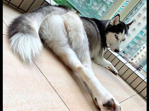 哈士奇躺在地板上,大长腿显得特别性感,没想到你是这样的狗狗!