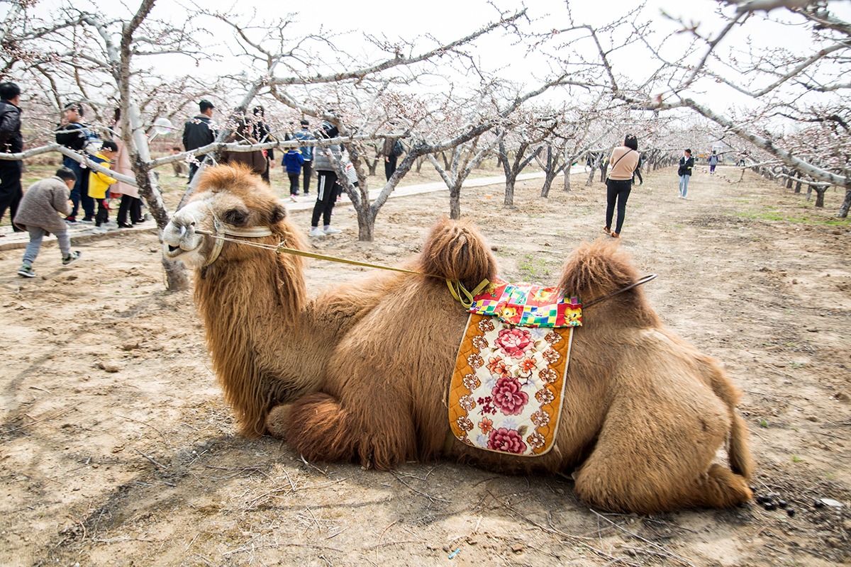 男子到处赶花海庙会,高峰时日入千元休闲区蓝鸢梦想 - Www.slyday.coM 男子到处赶花海庙会,高峰时日入千元休闲区蓝鸢梦想 - Www.slyday.coM