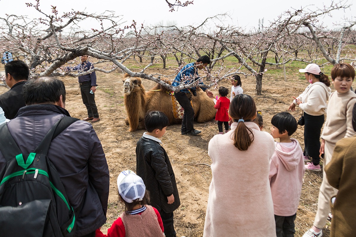男子到处赶花海庙会,高峰时日入千元休闲区蓝鸢梦想 - Www.slyday.coM 男子到处赶花海庙会,高峰时日入千元休闲区蓝鸢梦想 - Www.slyday.coM