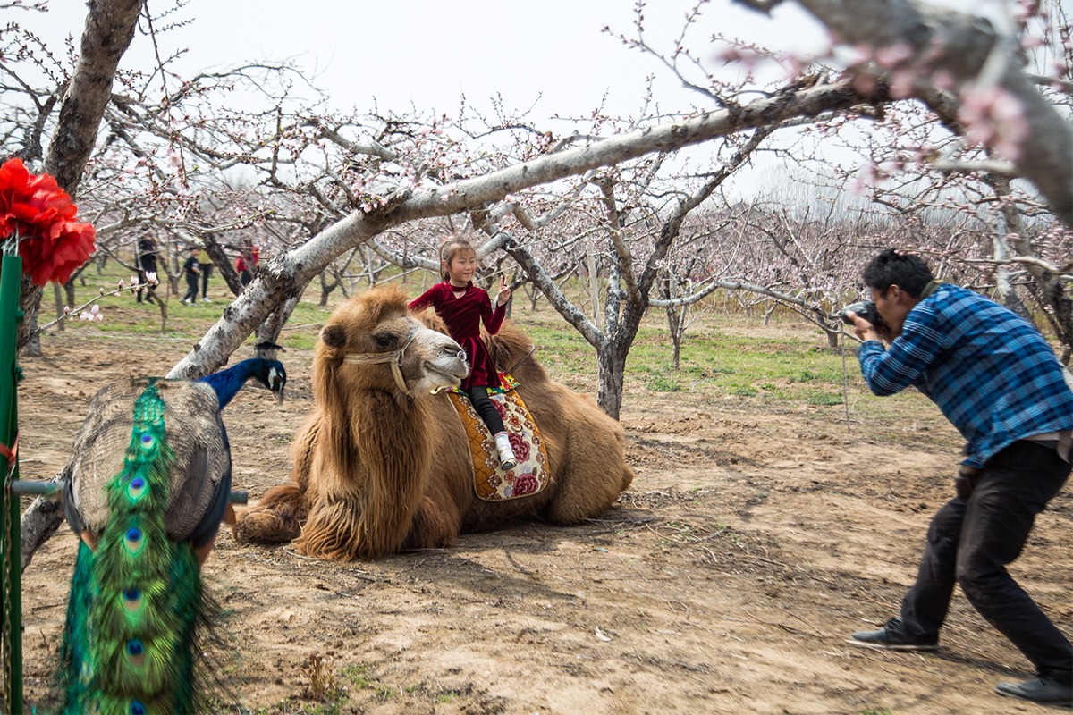男子到处赶花海庙会,高峰时日入千元休闲区蓝鸢梦想 - Www.slyday.coM 男子到处赶花海庙会,高峰时日入千元休闲区蓝鸢梦想 - Www.slyday.coM